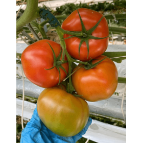 POMIDOR MACAPULE F1 500N ST