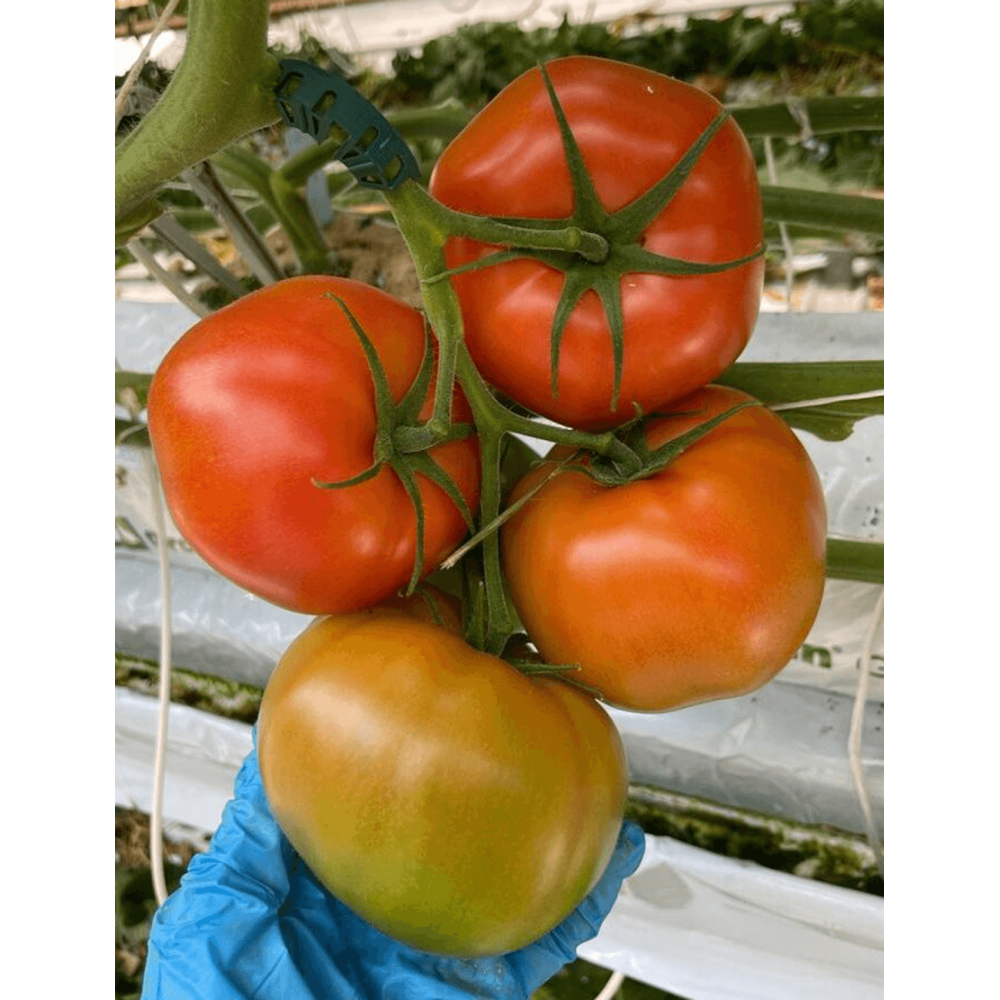 POMIDOR MACAPULE F1 500N ST