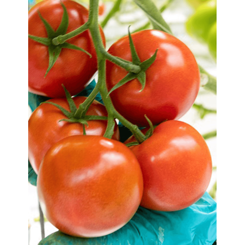 POMIDOR FORMOZA 500N ST