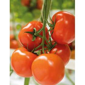 POMIDOR TOBINARO 500N ST