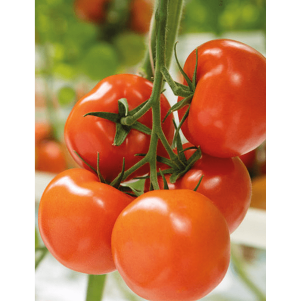 POMIDOR TOBINARO 500N ST