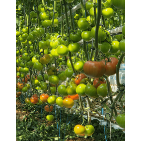 POMIDOR KORNATI F1 500 NAS STD