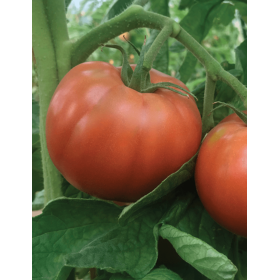 POMIDOR CZEKOLADOWY CUBALIBRE 500 NAS ST