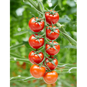 POMIDOR SHIVIOUS 1000 NAS ST