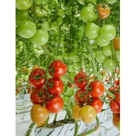 POMIDOR USTICA F1 500 NAS STD