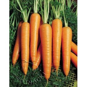 MARCHEW VITA LONGA 500 GR