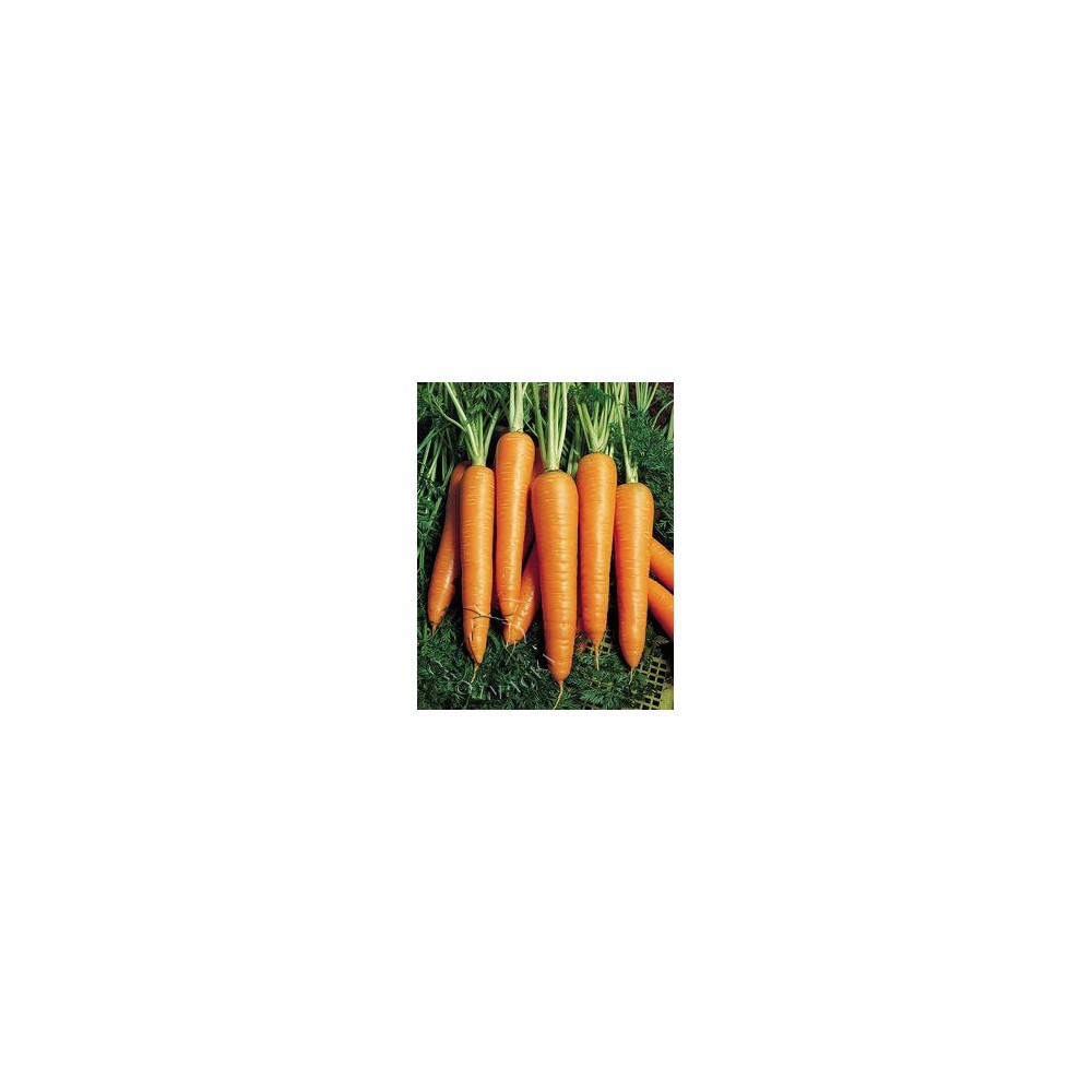 MARCHEW VITA LONGA 500 GR