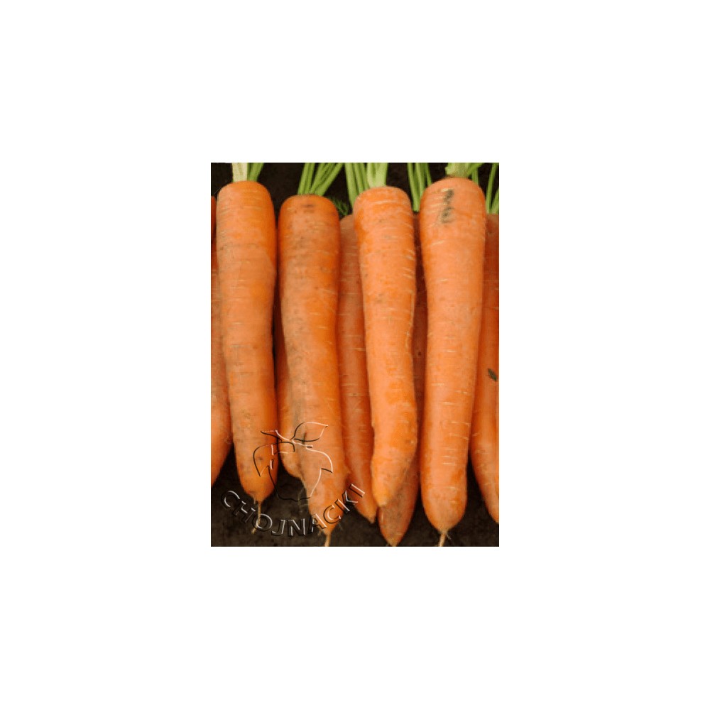 Marchew volcano f1 1,6-1,8 100 TYS VILSEED