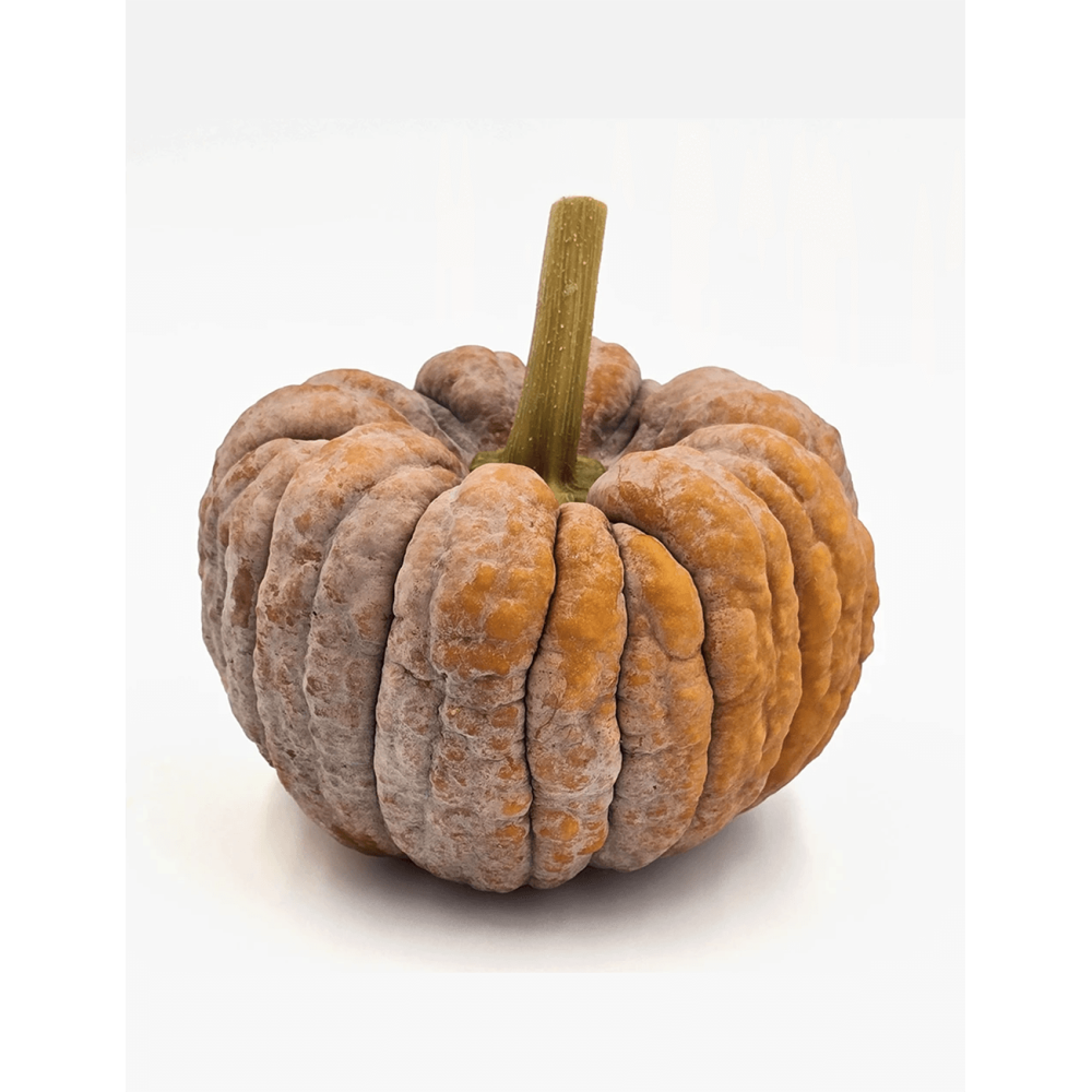 DYNIA HIDEMI 1000N ST