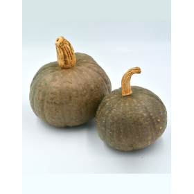 DYNIA SZARA BLUE KURI 250N ST