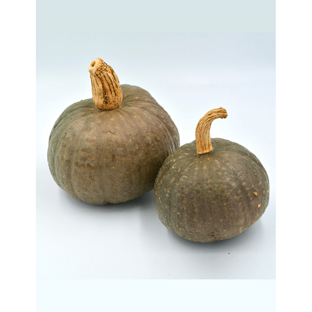 DYNIA SZARA BLUE KURI 250N ST