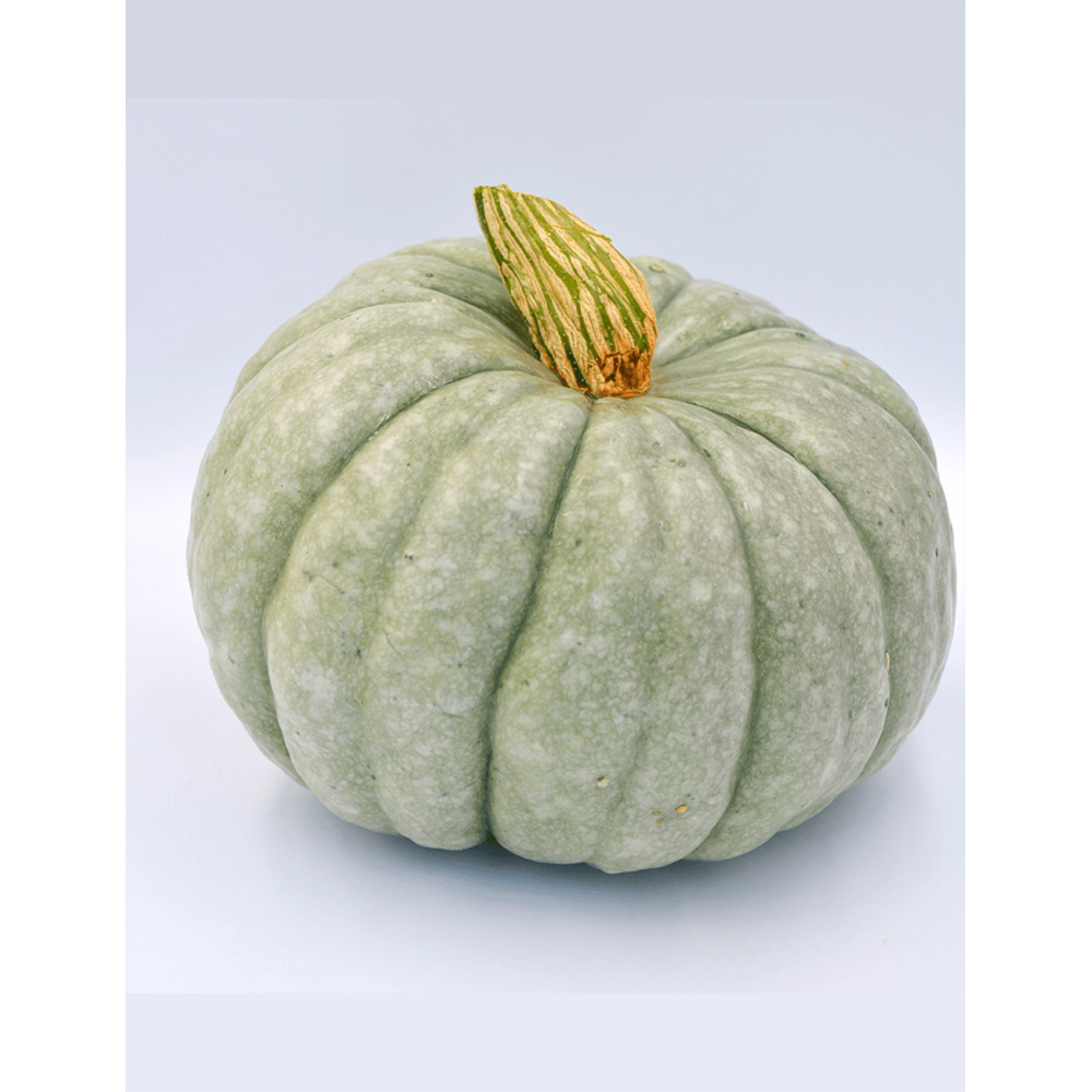 DYNIA SZARA JARRAHDALE F1 250N ST