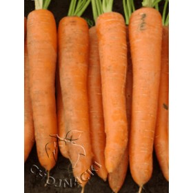 Marchew volcano f1 1,6-1,8 500 TYS VILSEED ST