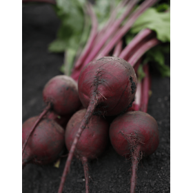 BURAK CZERWONY AURORA F1 50T