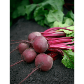 BURAK CZERWONY AZUMA 50T