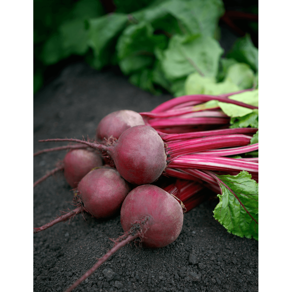 BURAK CZERWONY AZUMA 50T