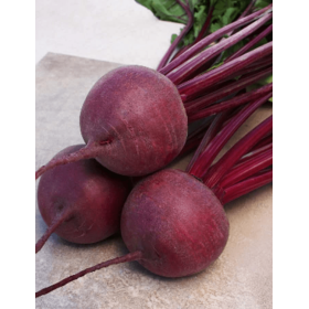 BURAK CZERWONY KESTREL 50T