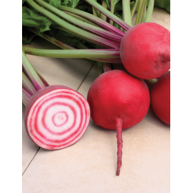 BURAK CZERWONY CHIOGGIA-GUARDSMARK 50T