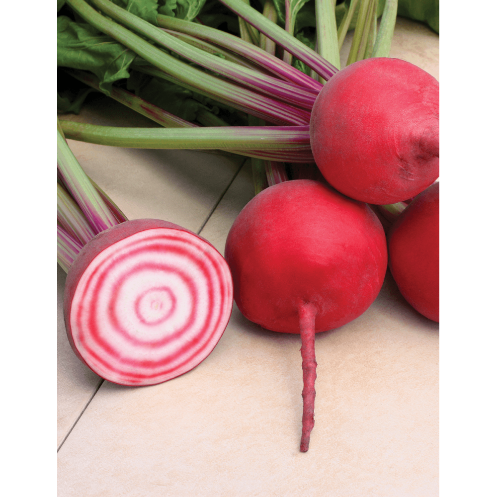 BURAK CZERWONY CHIOGGIA-GUARDSMARK 50T