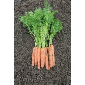 MARCHEW WCZESNA BALTIMORE F1 100 TYS (1,8-2,0) Primed B-MOX