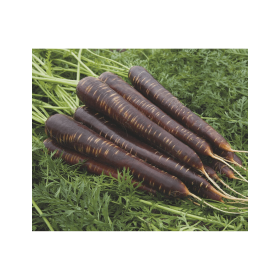 MARCHEW FIOLETOWA PURPLE HARMONY 100 TYS 1,8-2,0 ST