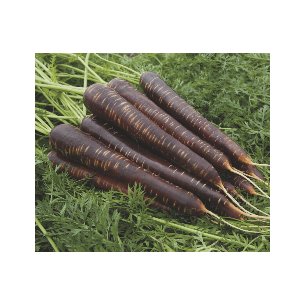 MARCHEW FIOLETOWA PURPLE HARMONY 100 TYS 1,6-1,8 ST