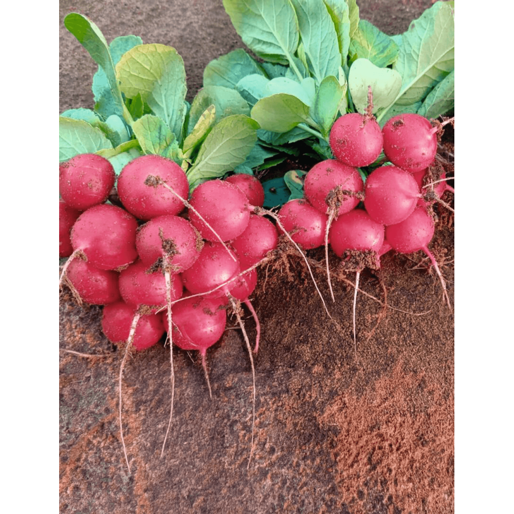 RZODKIEWKA ROMOLO F1 3,25-3,50 50TYS ST