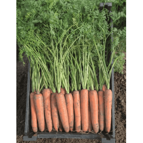 MARCHEW BERMUDA B-MOX PREC 1,8-2,0 500 TYS  ST