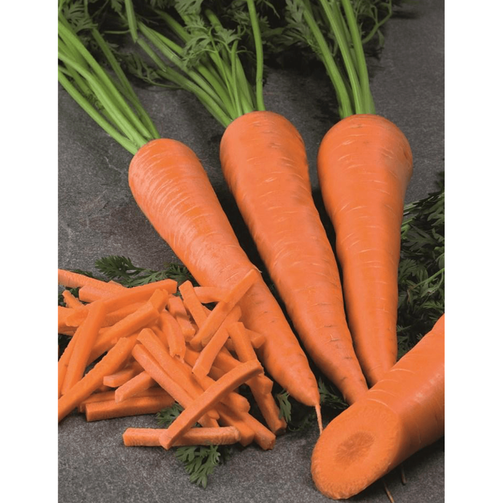 MARCHEW KOMARNO 1,6-1,8 PREC. 500 TYS ST