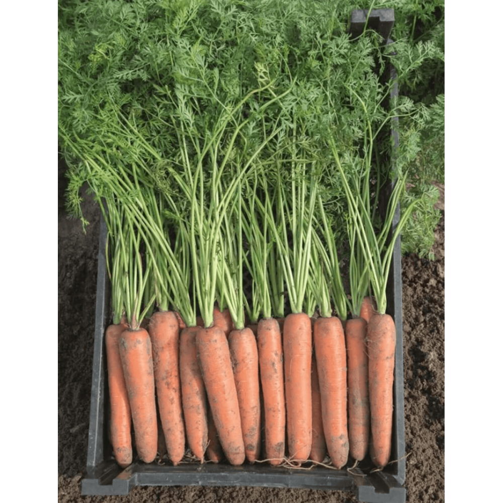 MARCHEW BERMUDA B-MOX PREC 2,0-2,2 100 TYS  ST