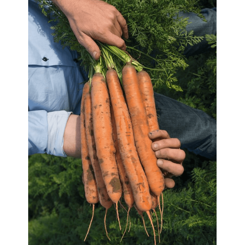 MARCHEW NAVEDO 100T 1,4-1,6 PREC. ST