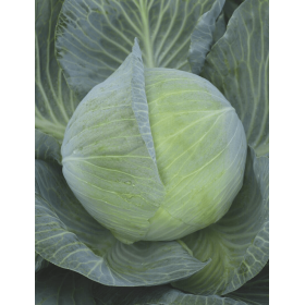 KAPUSTA BEJO 3663 2.5T PREC. ST