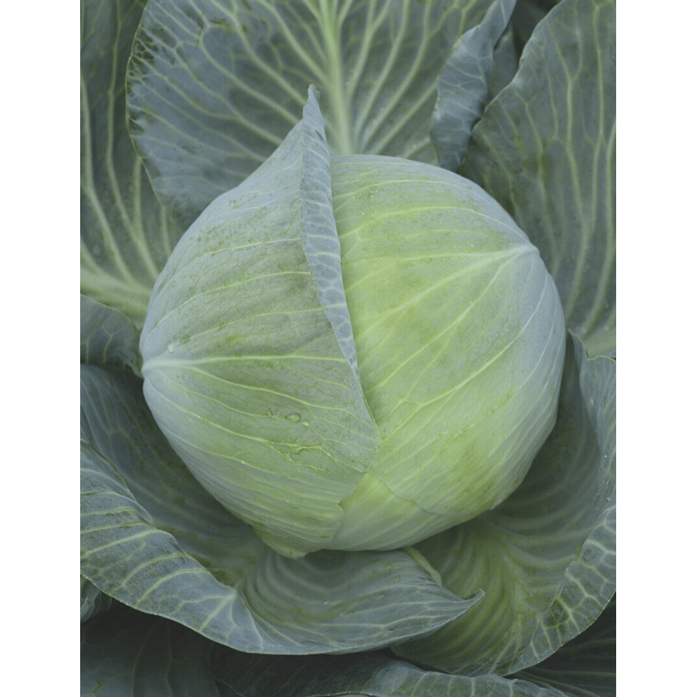 KAPUSTA BEJO 3663 2.5T PREC. ST