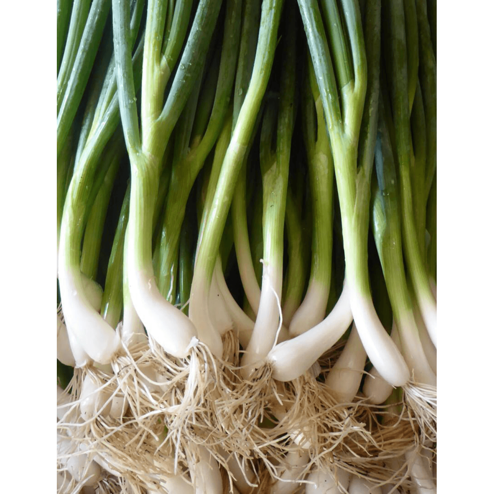 CEBULA SOLBUNCH 250T PREC. ST