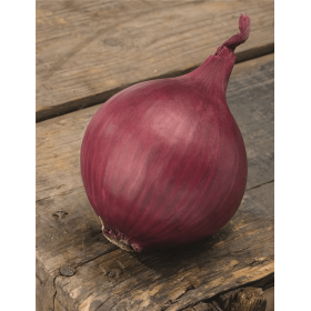 CEBULA CZERWONA RED RAY PODK. PREC 250 TYS STD