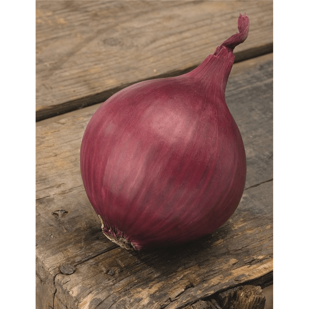 CEBULA CZERWONA RED RAY PODK. PREC 250 TYS STD