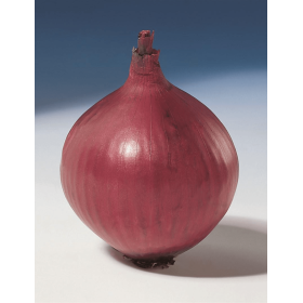 CEBULA RED BARON 250 TYS B-MOX PREC. STD