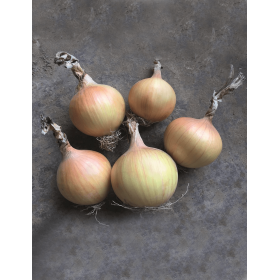 CEBULA HYSINGER PREC B-MOX 250 TYS ST