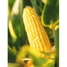 KUKURYDZA LID 2288C FAO 230-240 50 TYS.