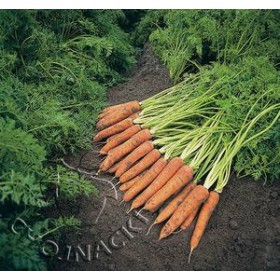 MARCHEW WCZESNA NAPOLI F1 25 TYS (2,0-2,2) PRECYZYJNE