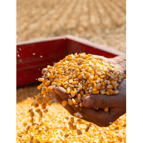 KUKURYDZA HARDWARE FAO 260 50 TYS.