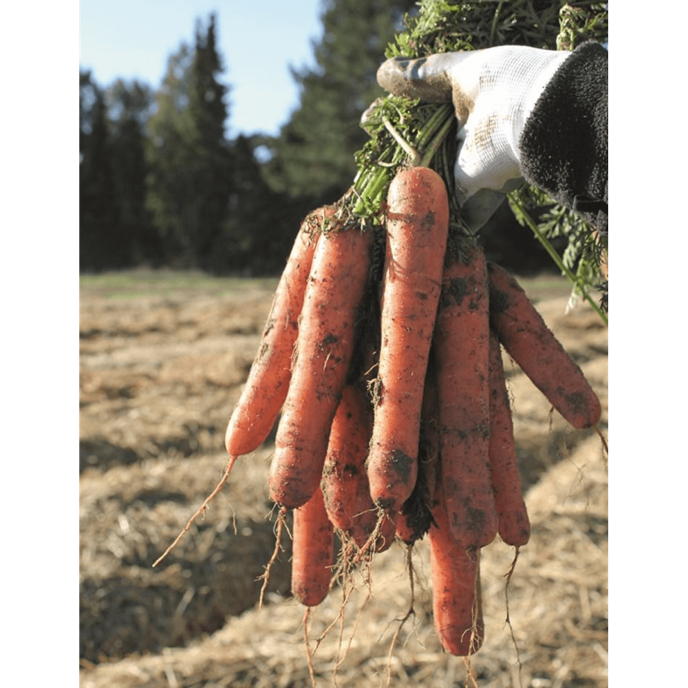 MARCHEW NATUNA 100 TYS B-MOX (1,8-2,0) ST