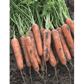 MARCHEW NATUNA 100 TYS B-MOX (1,8-2,0) ST