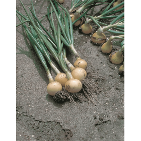 CEBULA OZIMA SWIFT 10 TYS