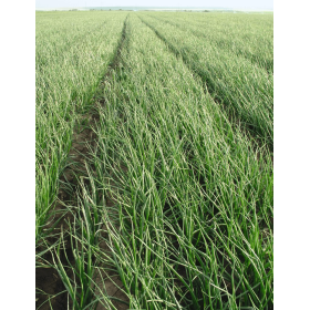 CEBULA OZIMA TATRA F1 PREC. 250 TYS. ST