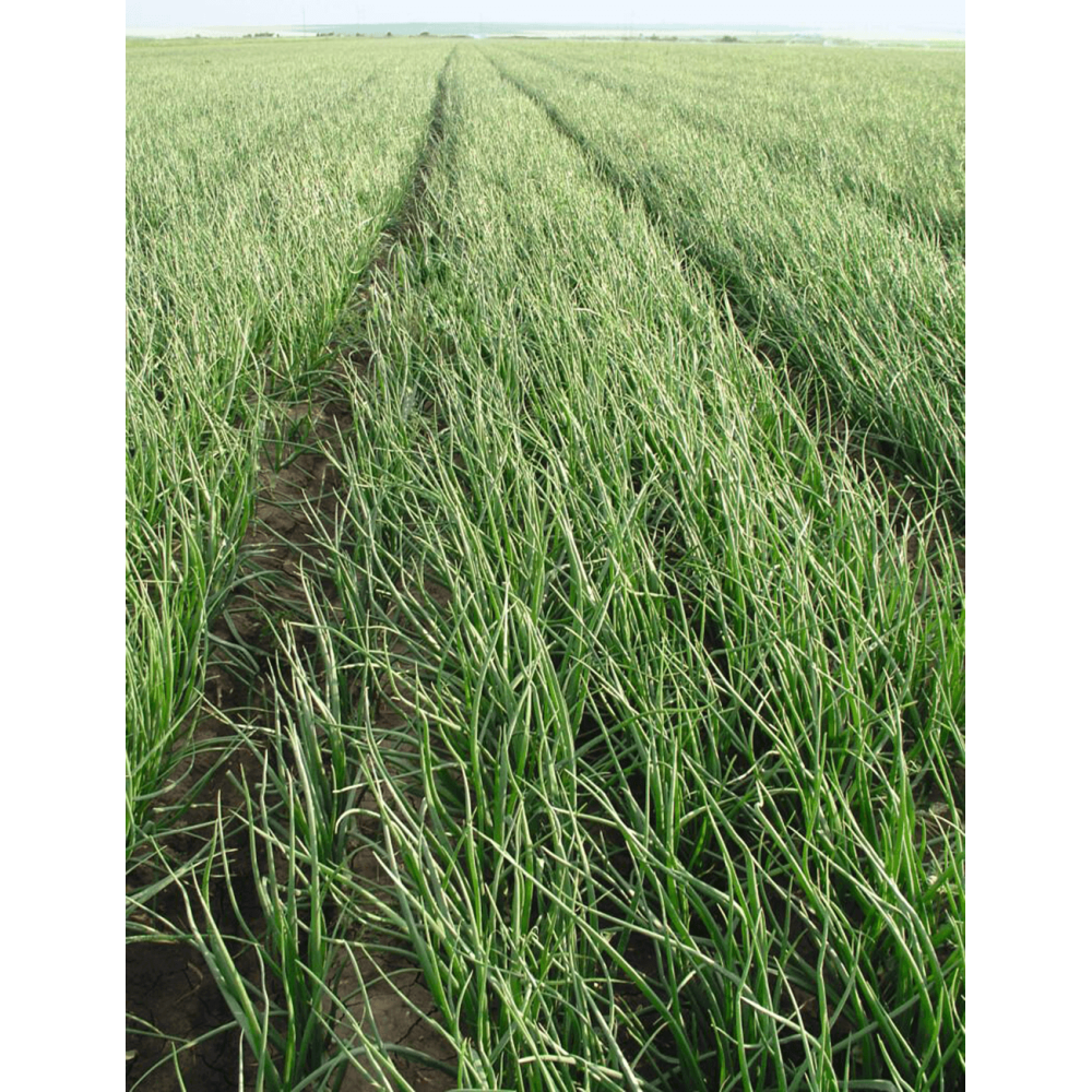 CEBULA OZIMA TATRA F1 PREC. 250 TYS. ST