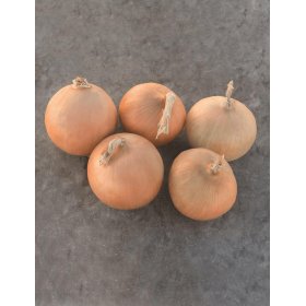 CEBULA SEDONA F1 250 TYS PREC. B-MOX ST