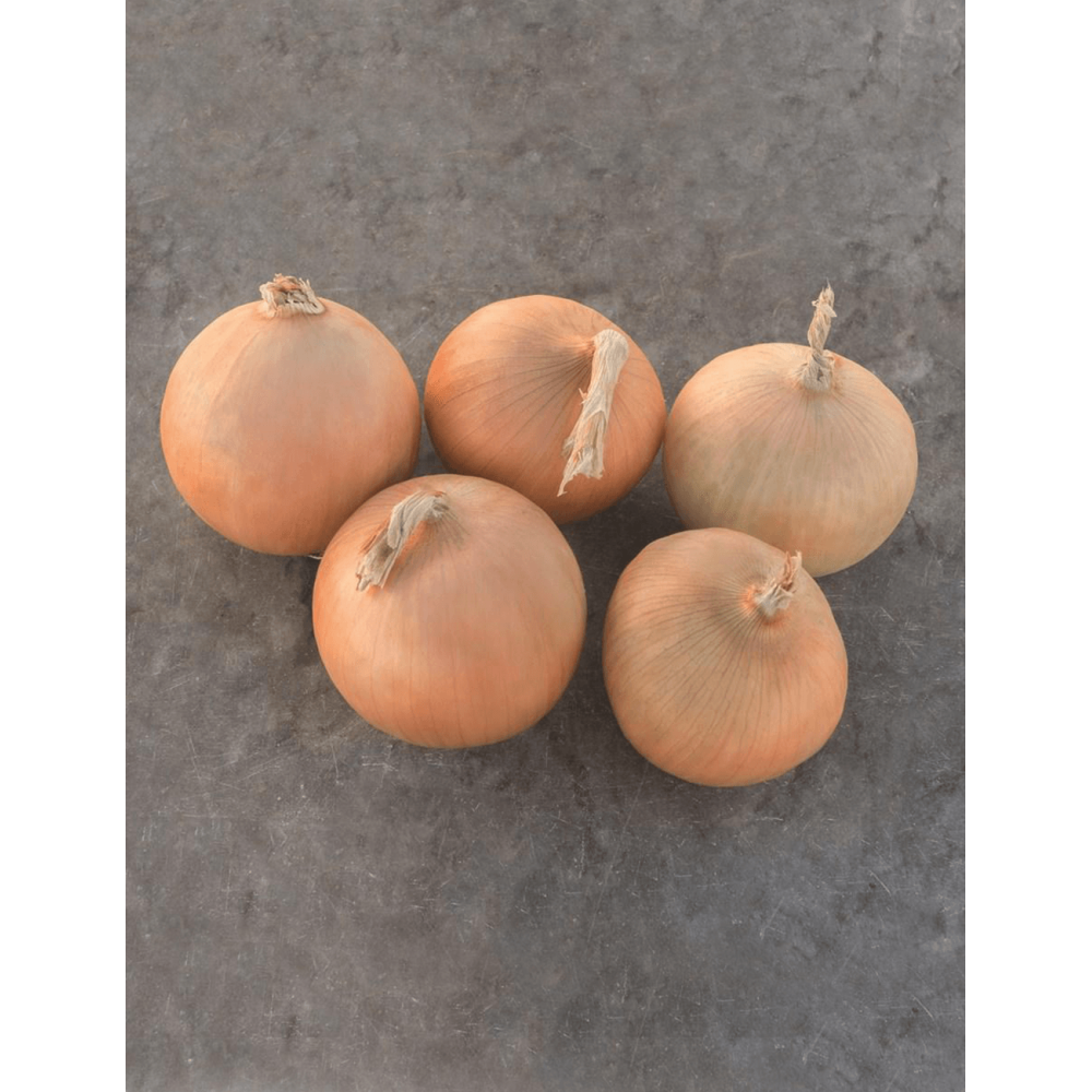 CEBULA SEDONA F1 250 TYS PREC. B-MOX ST