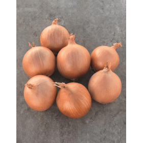 CEBULA CROCKETT PREC 250 TYS B-MOX ST