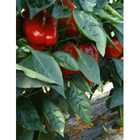 PAPRYKA HIPNOZA 1 TYS. F1 ST